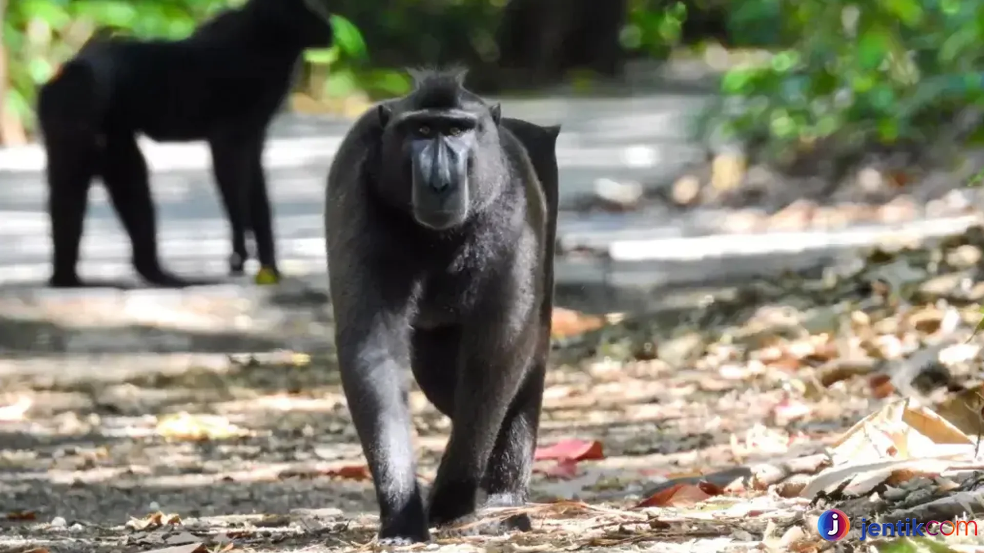 Yaki Bukti Unik Monyet Hitam Berjambul dari Sulawesi Utara