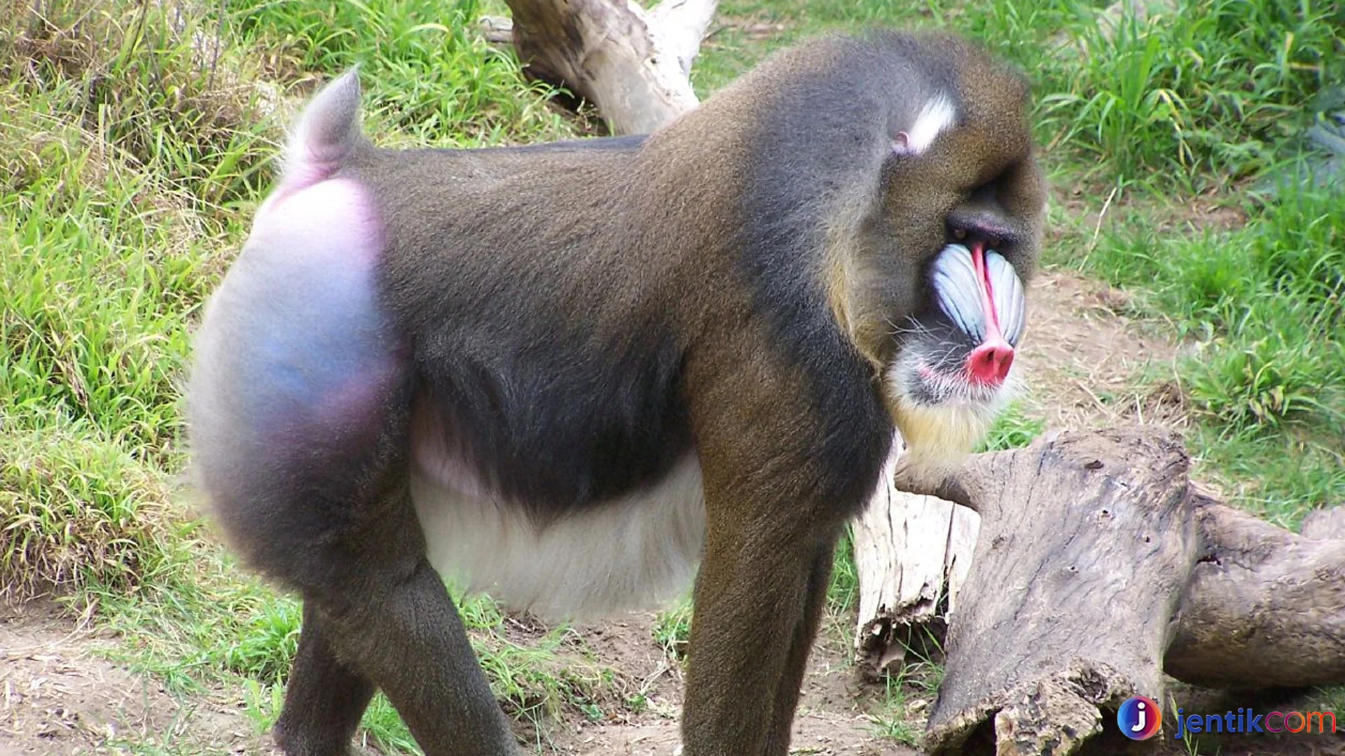 Bukti Mengerikan Hewan Mandril Paling Agresif di Afrika