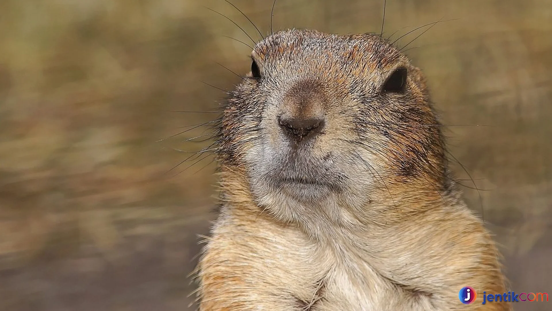Gopher Mamalia Kecil Dengan Kemampuan Gila Galian