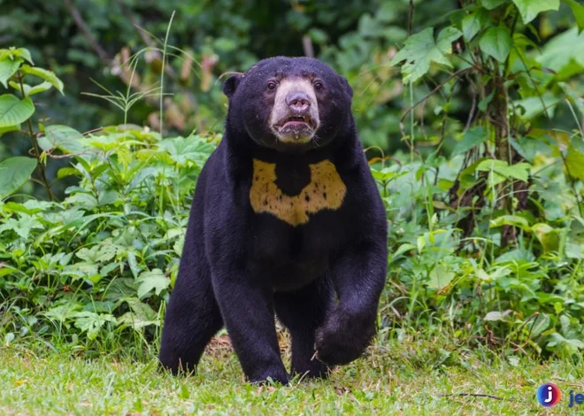 Beruang Madu Kemampuan Luar Biasa untuk Memanjat Pohon