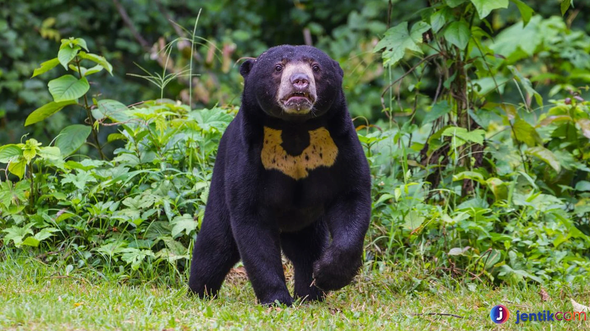 Beruang Madu Kemampuan Luar Biasa untuk Memanjat Pohon