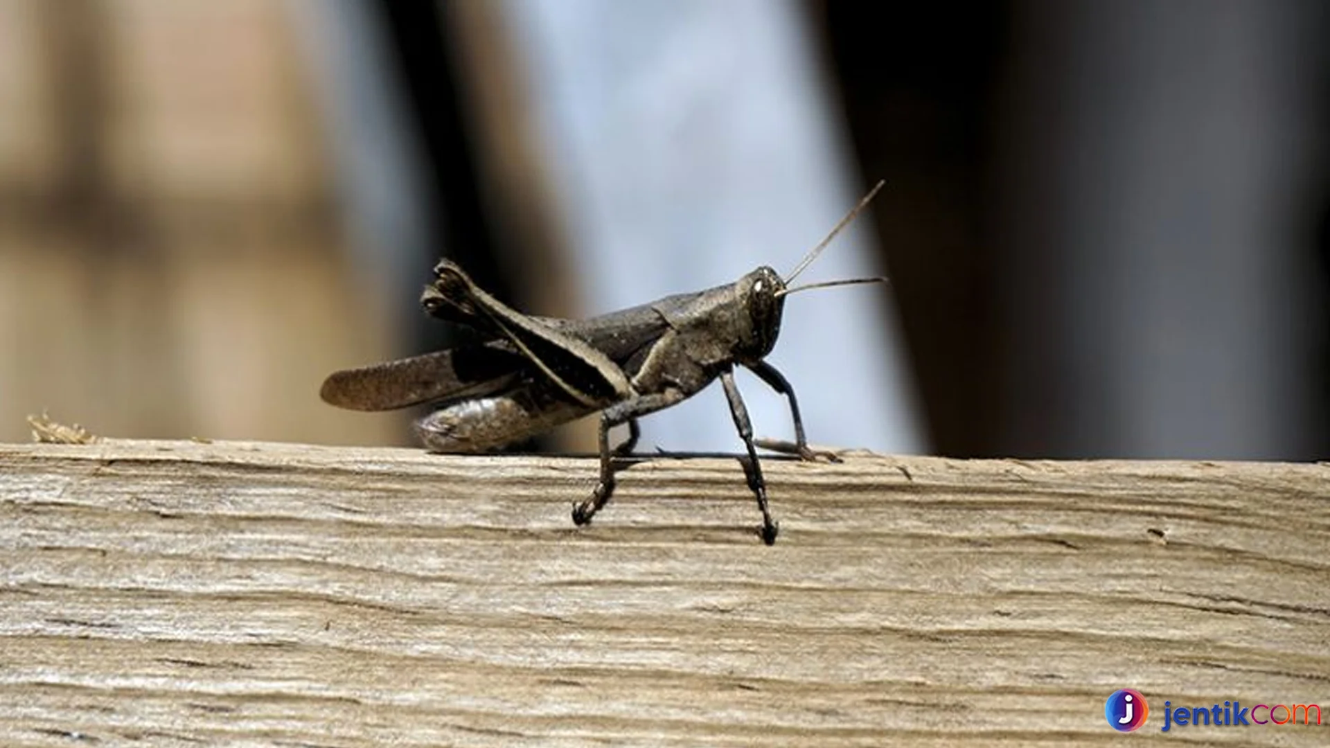 Fakta Unik Jangkrik Kemampuan Super Tersembunyi