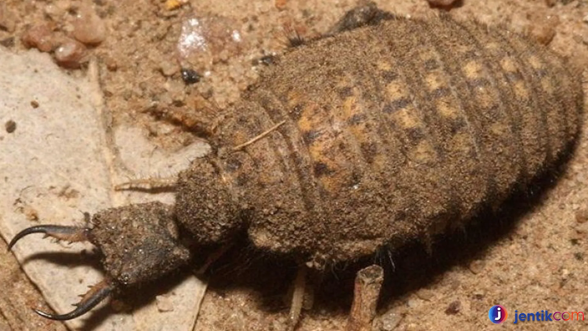 Hewan Undur Undur Keunikan Cara Berburunya Jelas