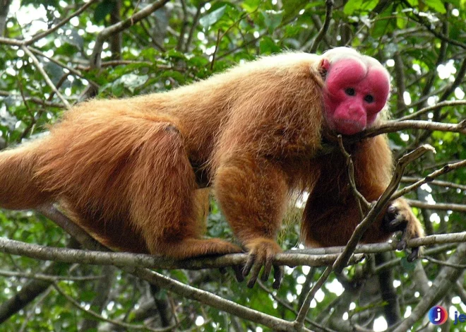 Uakari Spesies Langka dengan Kepala Merah Menyala