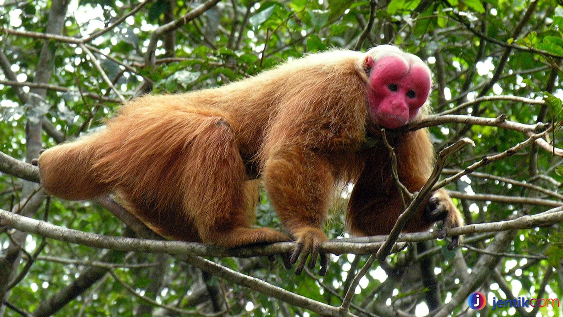 Uakari Spesies Langka dengan Kepala Merah Menyala