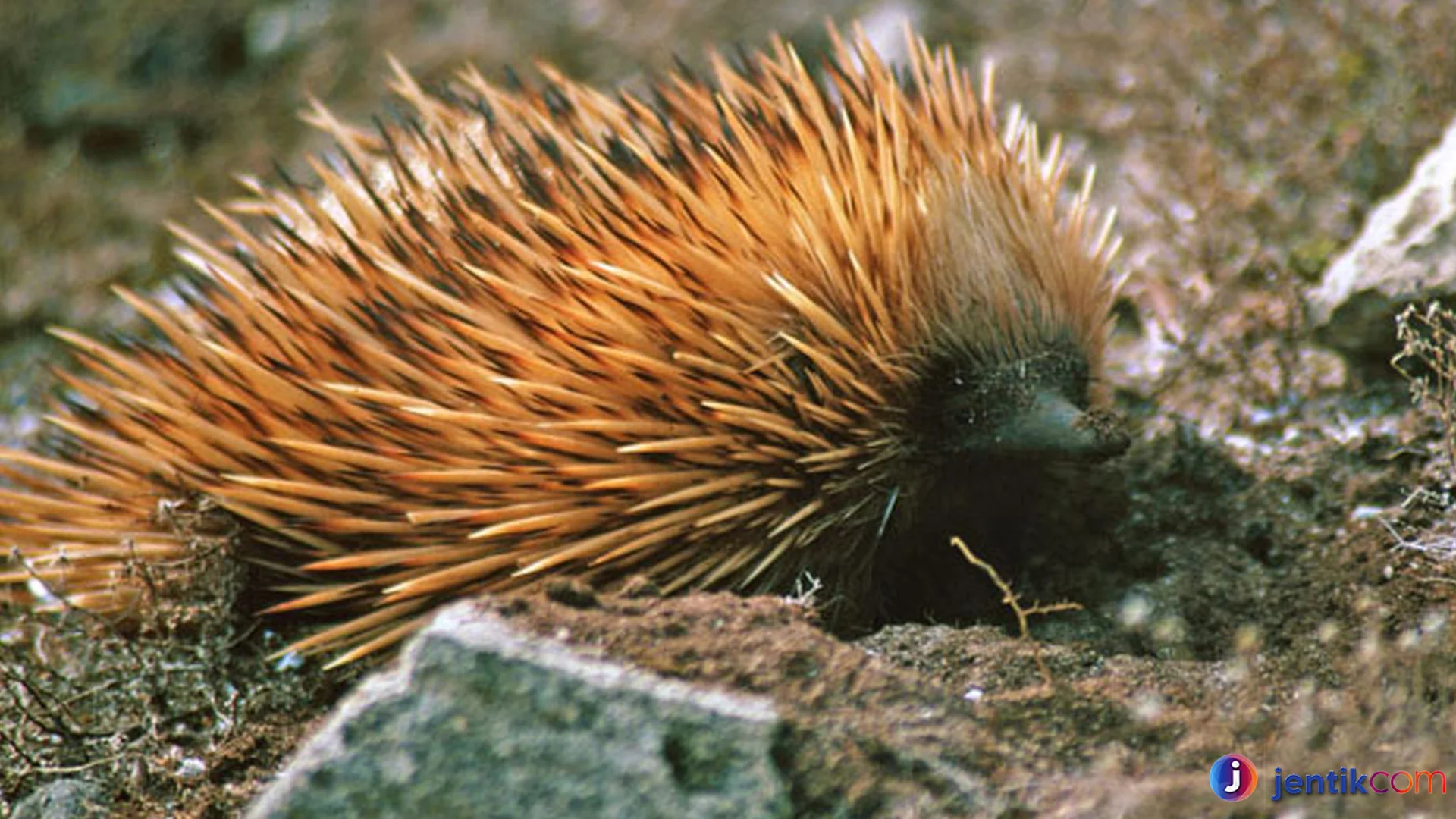 Monotremata Menyajikan Keunikan Metode Berburu Tanpa Gigi