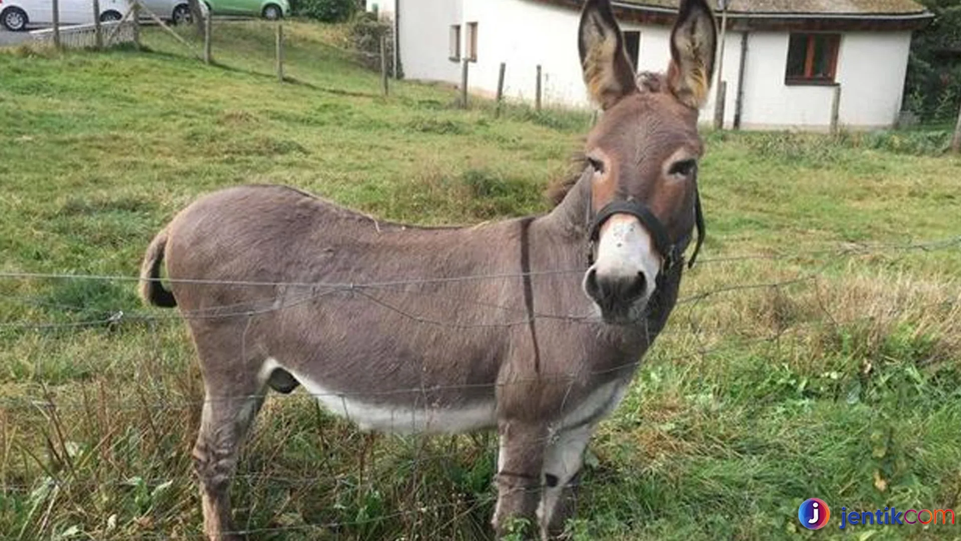 Kelebihan Keledai Dibanding Kuda Yang Bikin Terkejut