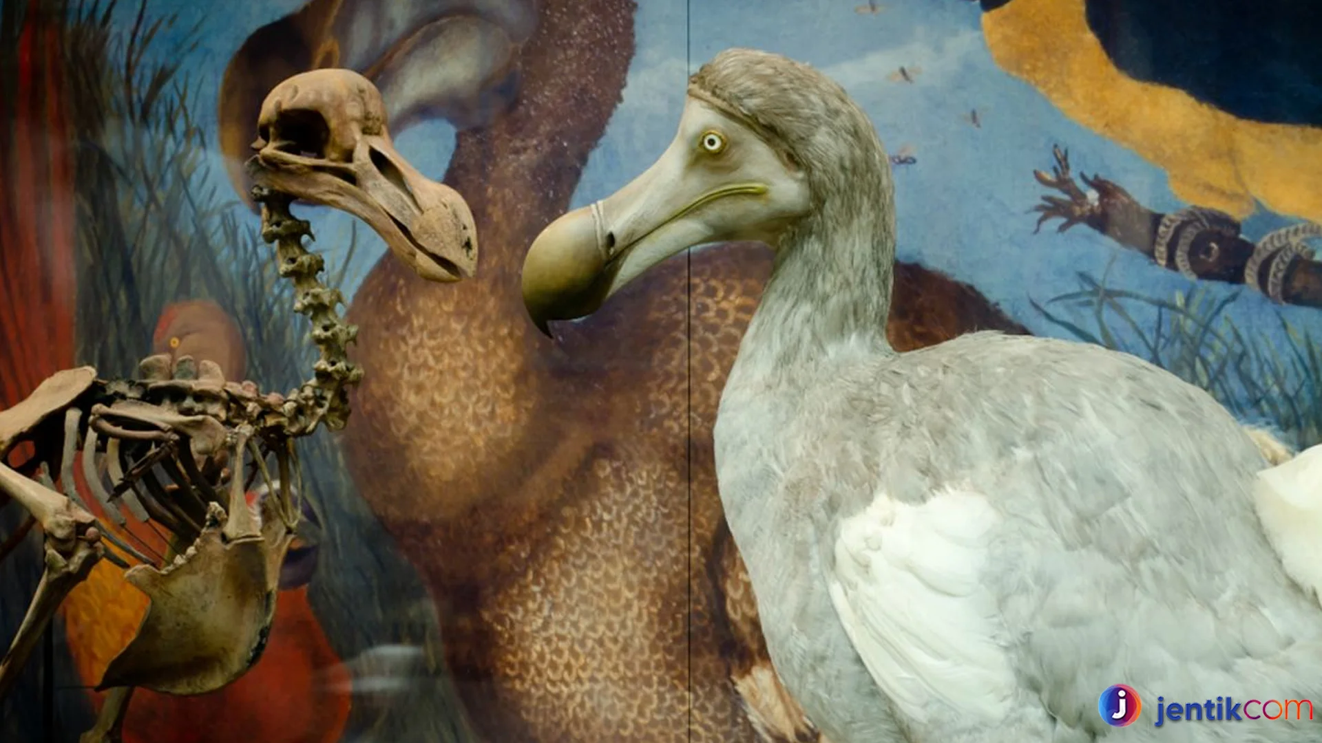 Dodo Si Burung 2 Spesies yang Lenyap dari Bumi