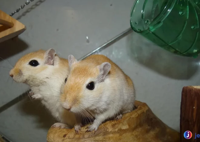 Gerbil Mongolia Tahan Hidup dengan Sumber Air Ajaib