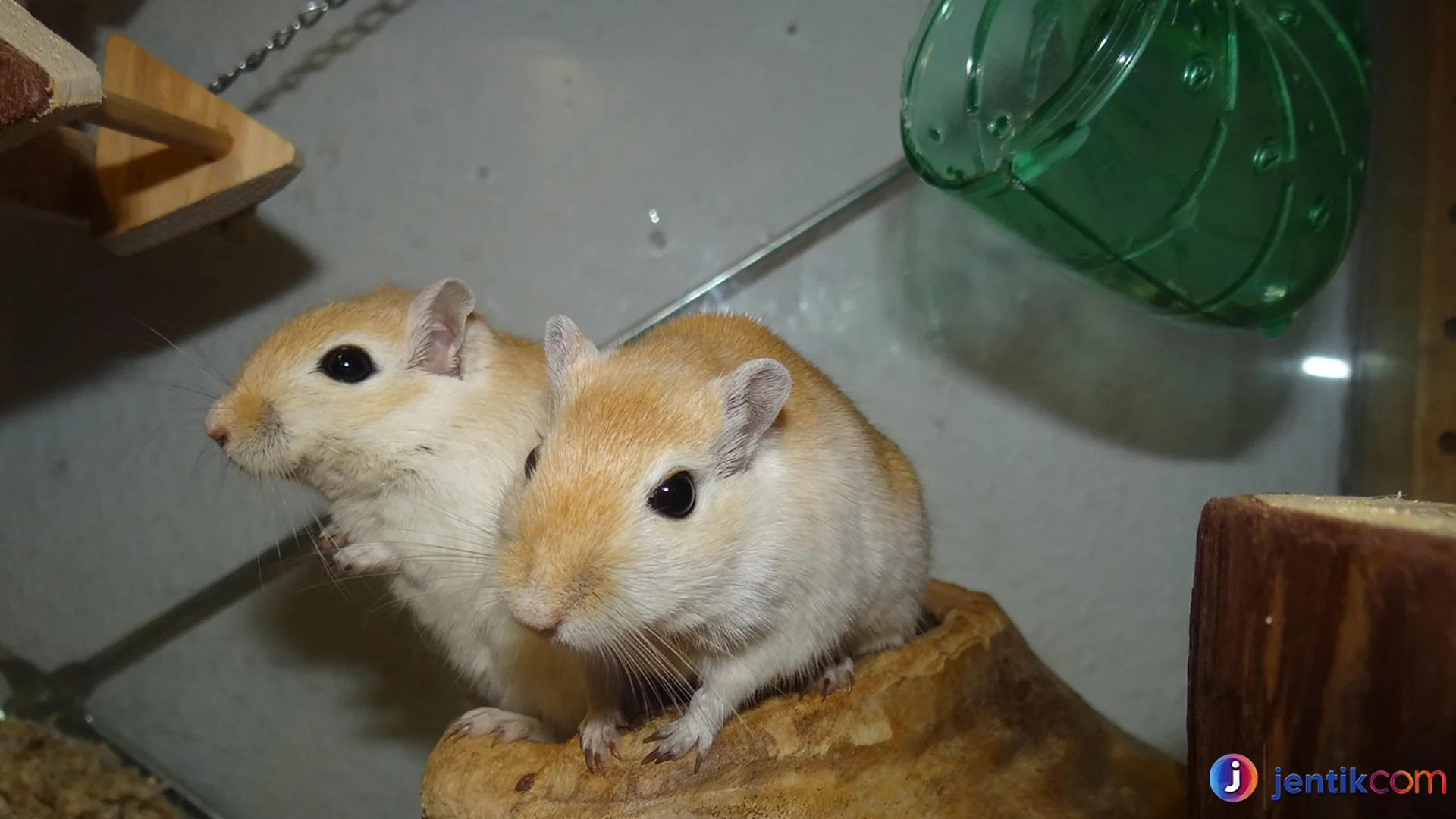 Gerbil Mongolia Tahan Hidup dengan Sumber Air Ajaib