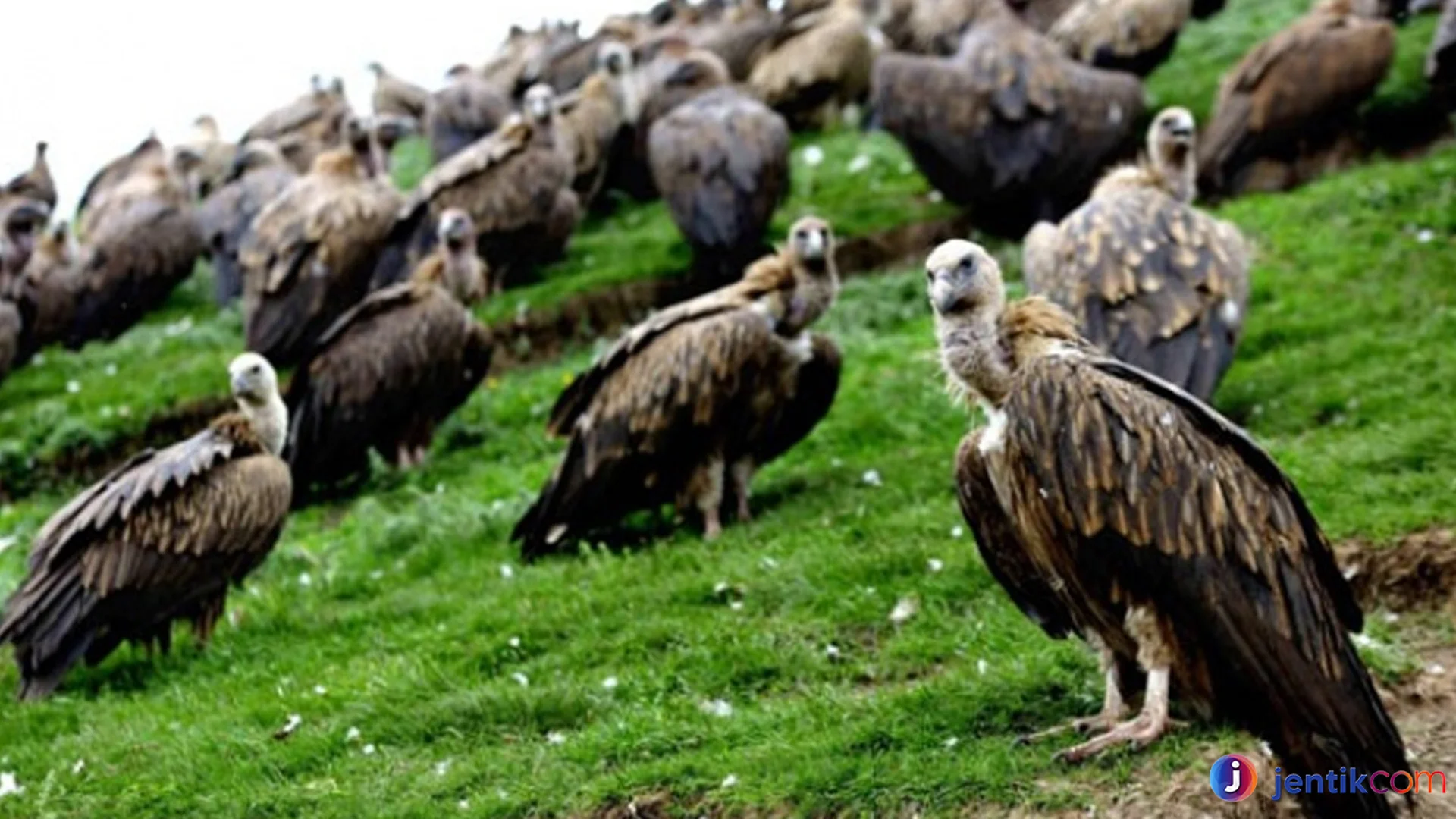 Burung Hering Bisa Terbang 150 Kilometer Tanpa Mengepak