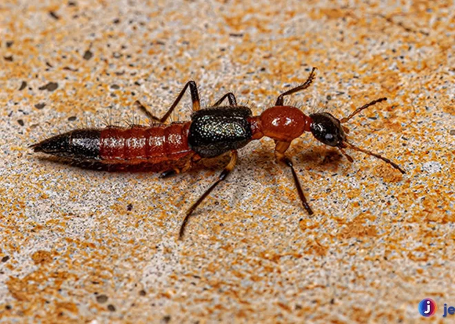 Mengenal Serangga Tomcat Hitam Kecil Yang Berbahaya