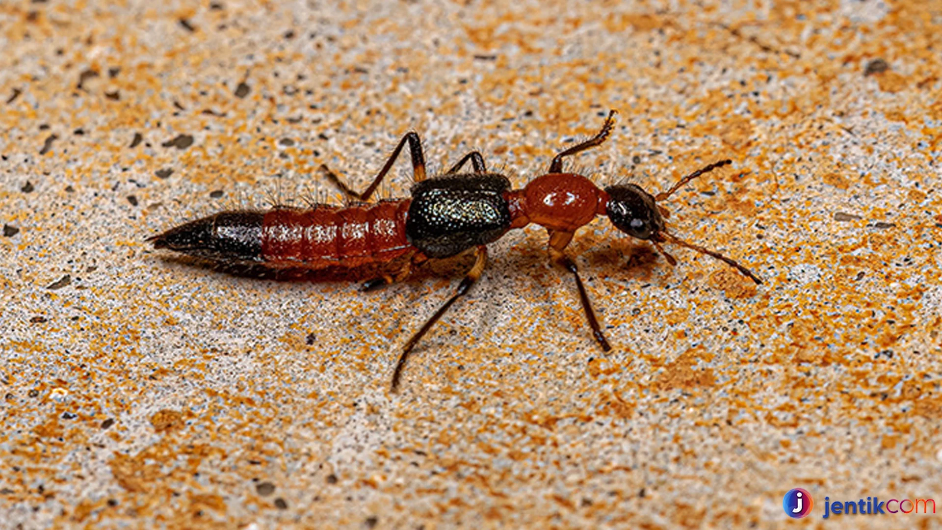 Mengenal Serangga Tomcat Hitam Kecil Yang Berbahaya