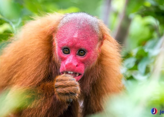 Keistimewaan Uakari Monyet Botak Ekor Pendek Amazon