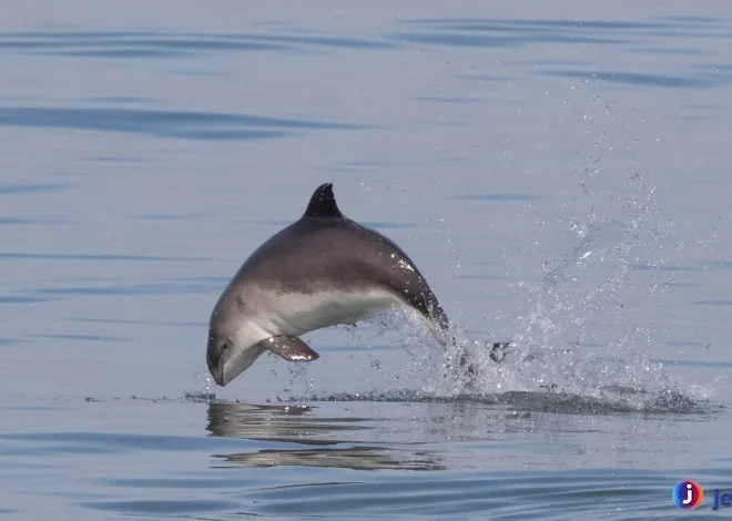 Porpoise Pada Habitat Yang Sering Disangka Lumba Lumba