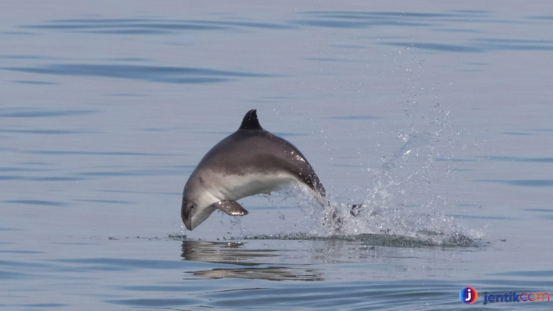 Porpoise Pada Habitat Yang Sering Disangka Lumba Lumba