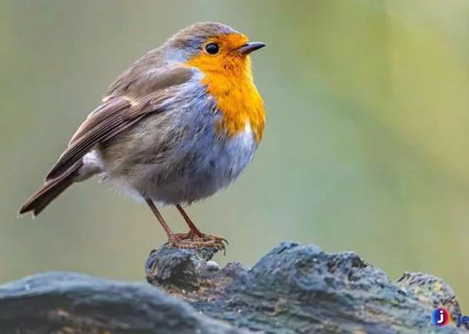 Burung Robin Terkenal Dengan Suara Kicau Yang Merdu