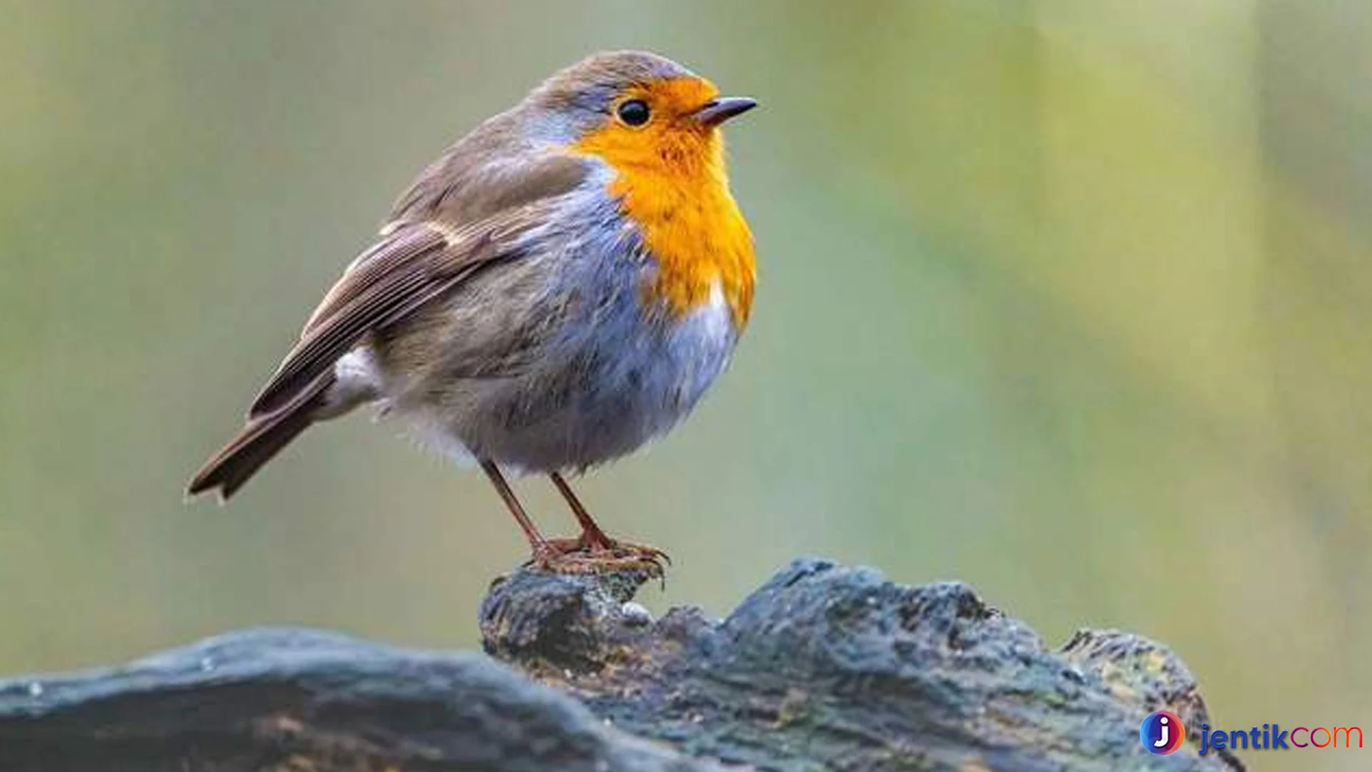 Burung Robin Terkenal Dengan Suara Kicau Yang Merdu