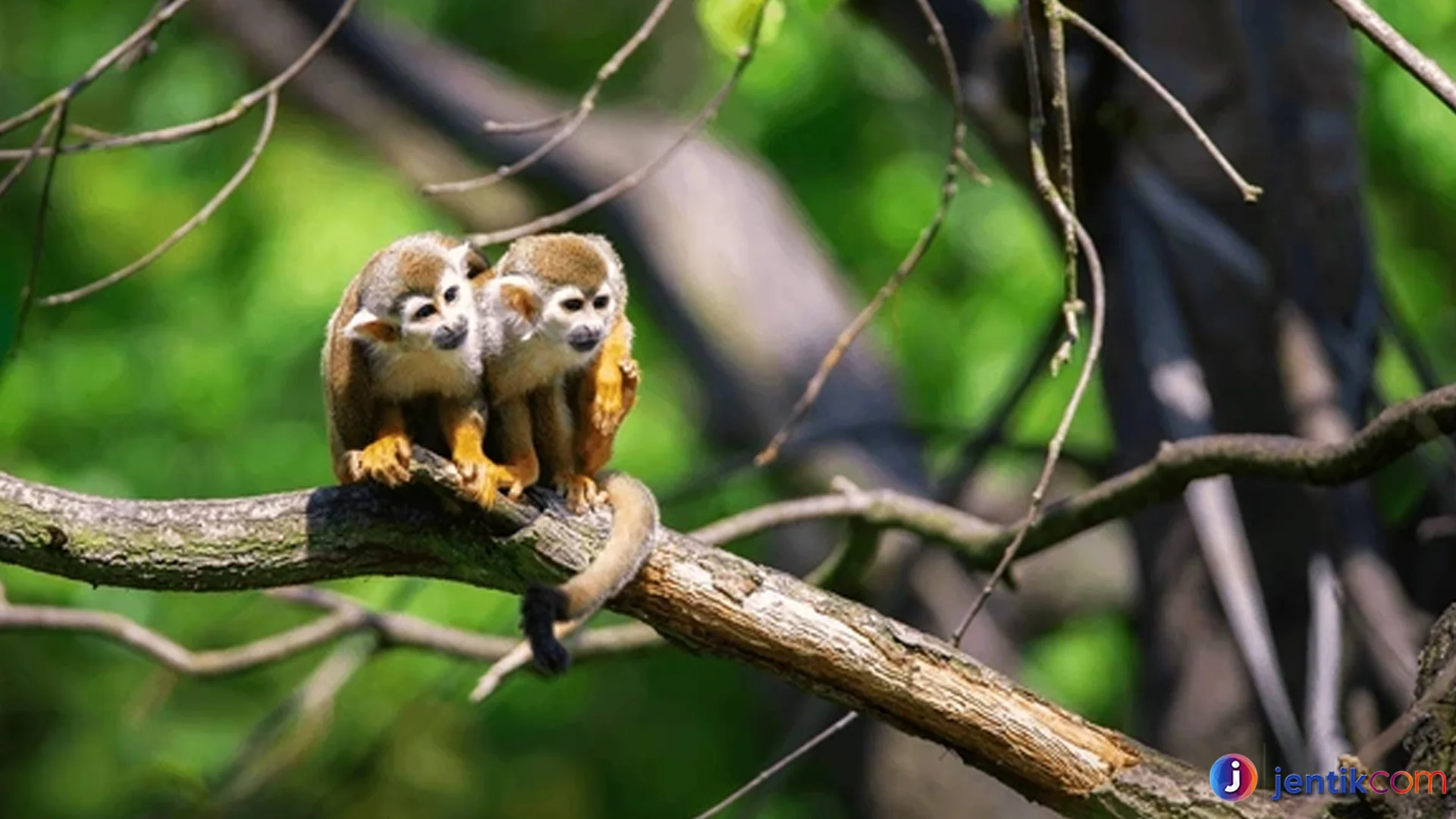 Cebidae Kelompok Monyet Ekor Pegang Terkenal