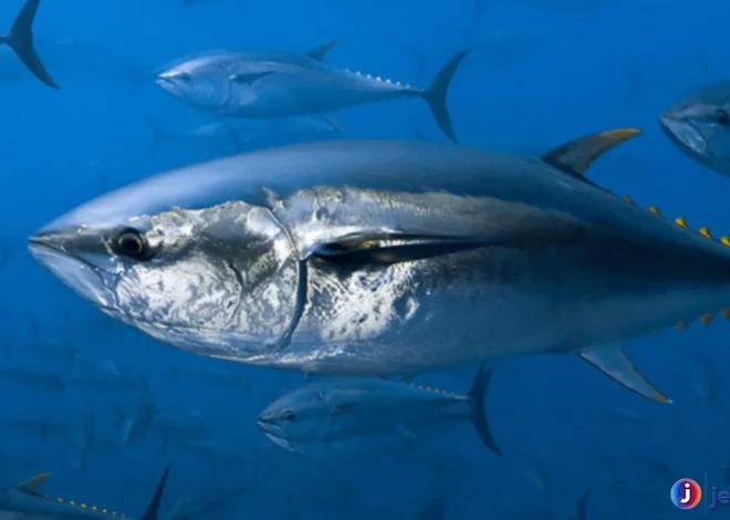 Hewan Ikan Tuna Spesies Paling Populer Di Perairan Dunia