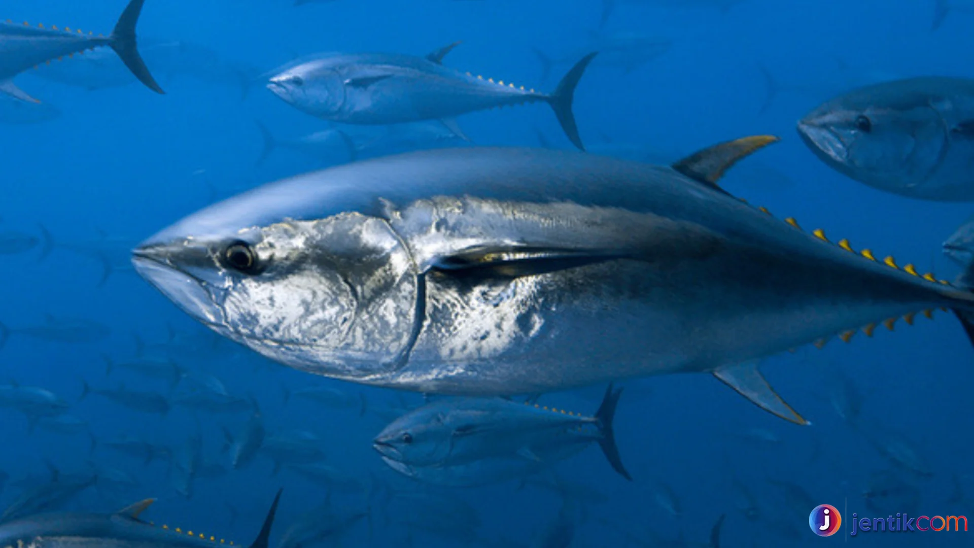 Hewan Ikan Tuna Spesies Paling Populer Di Perairan Dunia