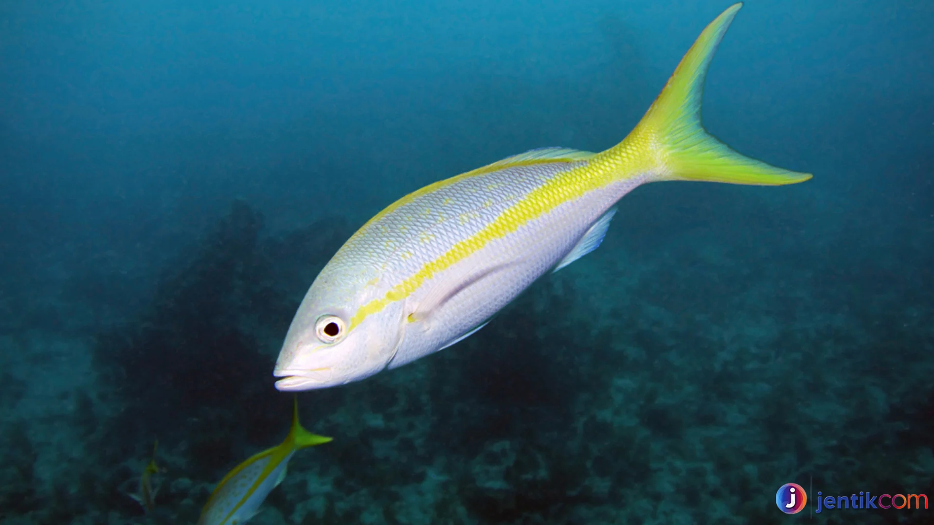 Zona Yellowtail Hidup di Kedalaman 15 hingga 150 Meter