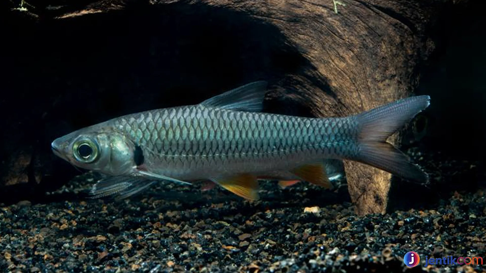 Ikan Jelawat Dikenal 4 Keistimewaan Membuatnya Populer Dunia