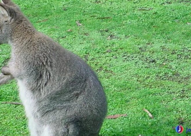 Hewan Walabi 4 Adaptasi Unik Agar Bisa Bertahan Hidup