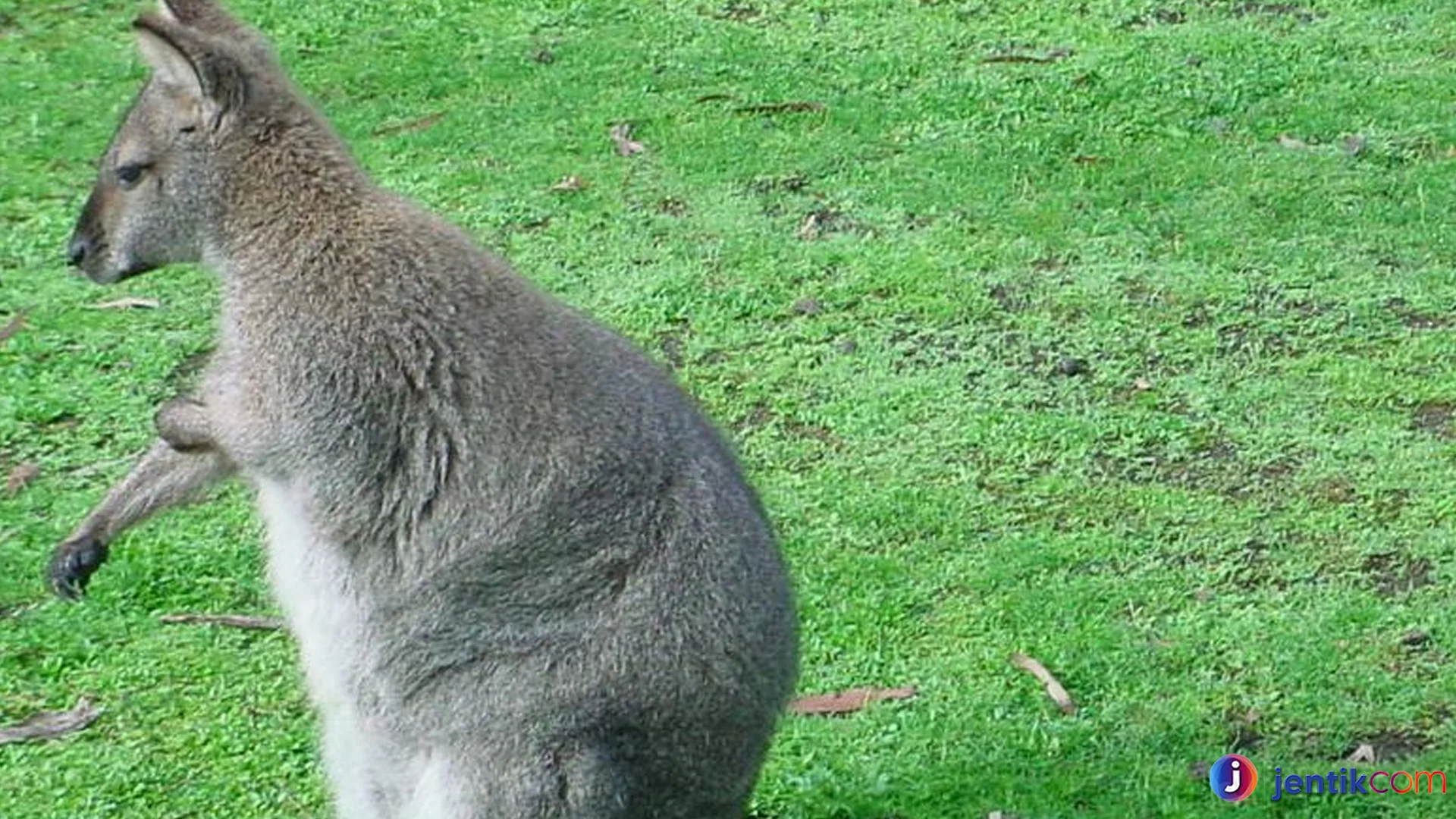 Hewan Walabi 4 Adaptasi Unik Agar Bisa Bertahan Hidup