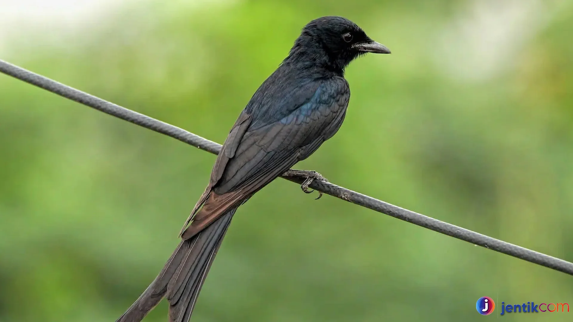 Burung Drongo Punya 4 Kemampuan Misterius Jarang Diketahui