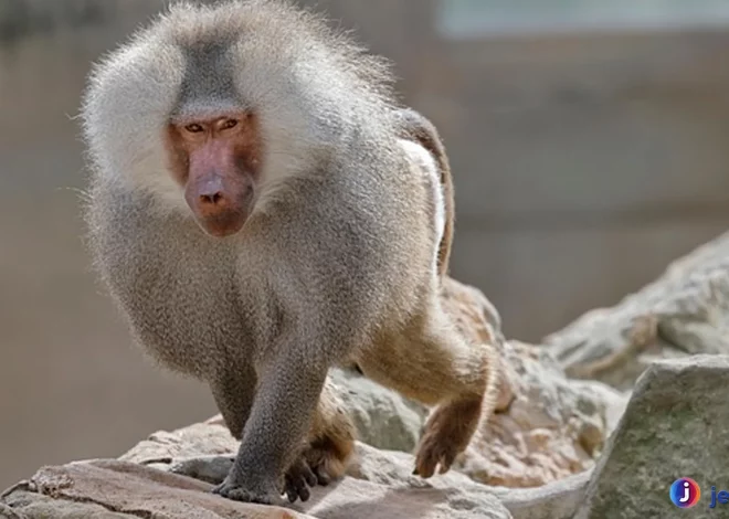 Habitat Asli Pegunungan Populasi Monyet Babun di Afrika