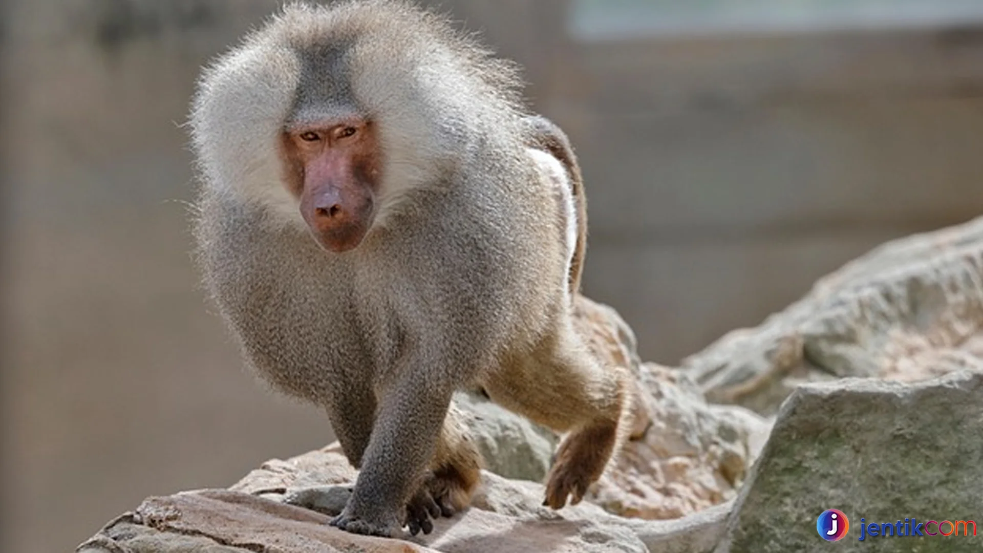 Habitat Asli Pegunungan Populasi Monyet Babun di Afrika