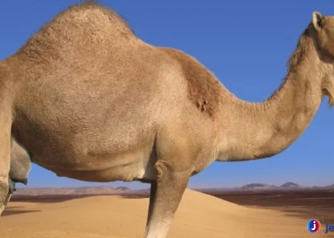 Adaptasi Hewan Onta Yang Membuatnya Tahan Panas Dan Lapar
