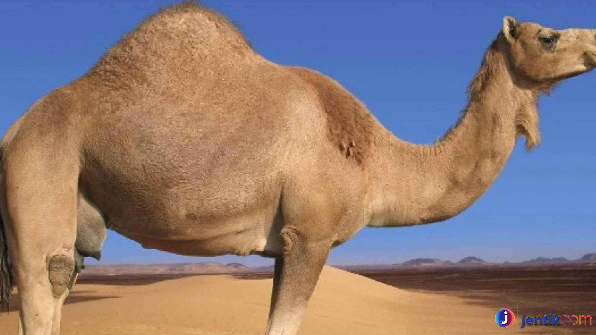 Adaptasi Hewan Onta Yang Membuatnya Tahan Panas Dan Lapar