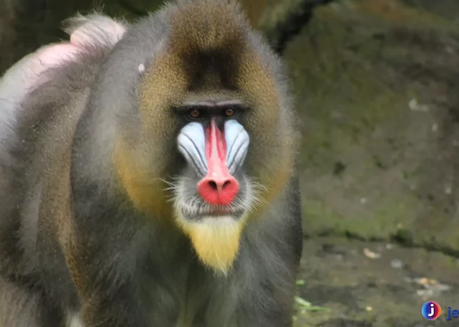 Bukti Mengerikan Hewan Mandril Paling Agresif di Afrika