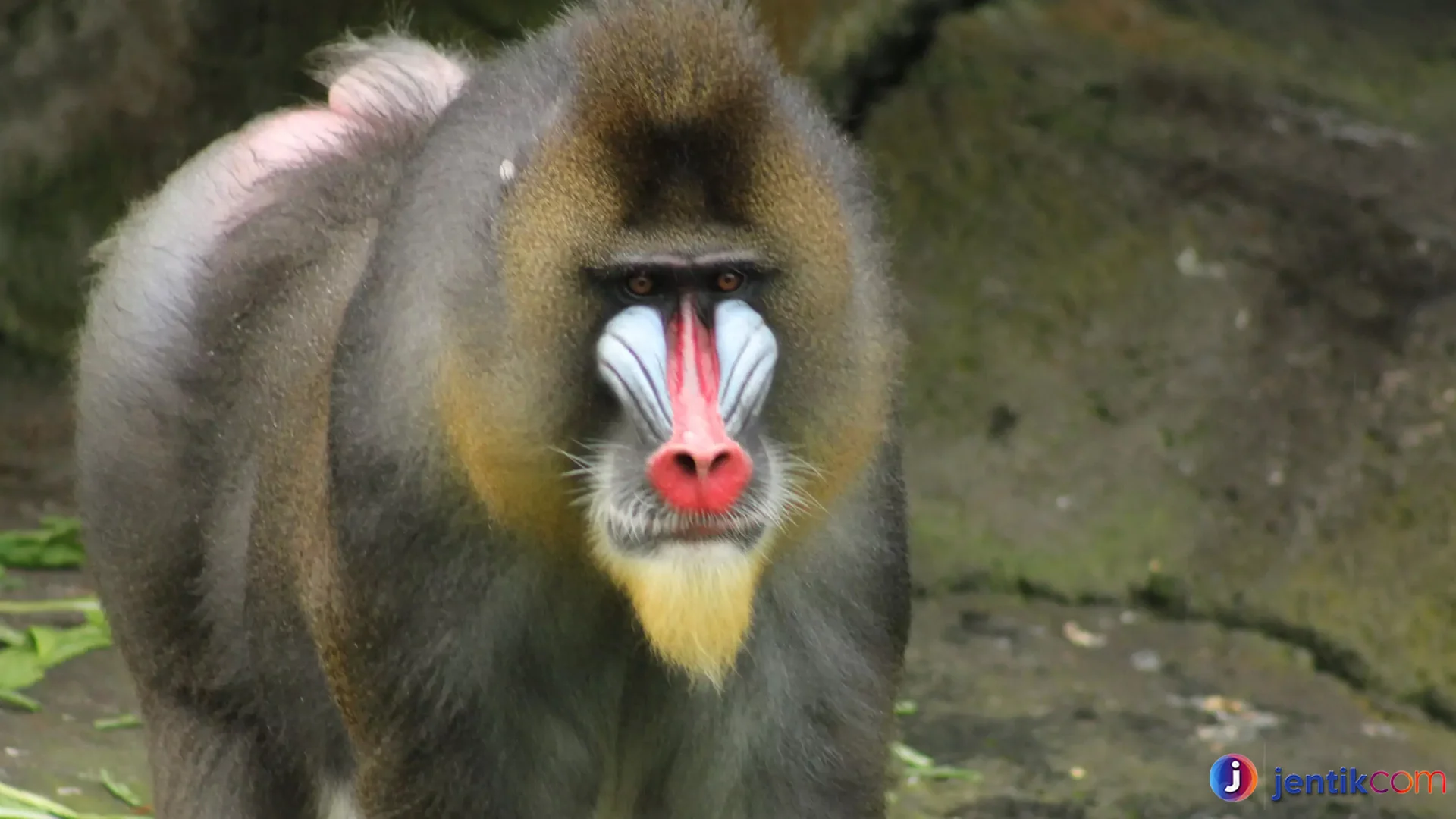 Bukti Mengerikan Hewan Mandril Paling Agresif di Afrika