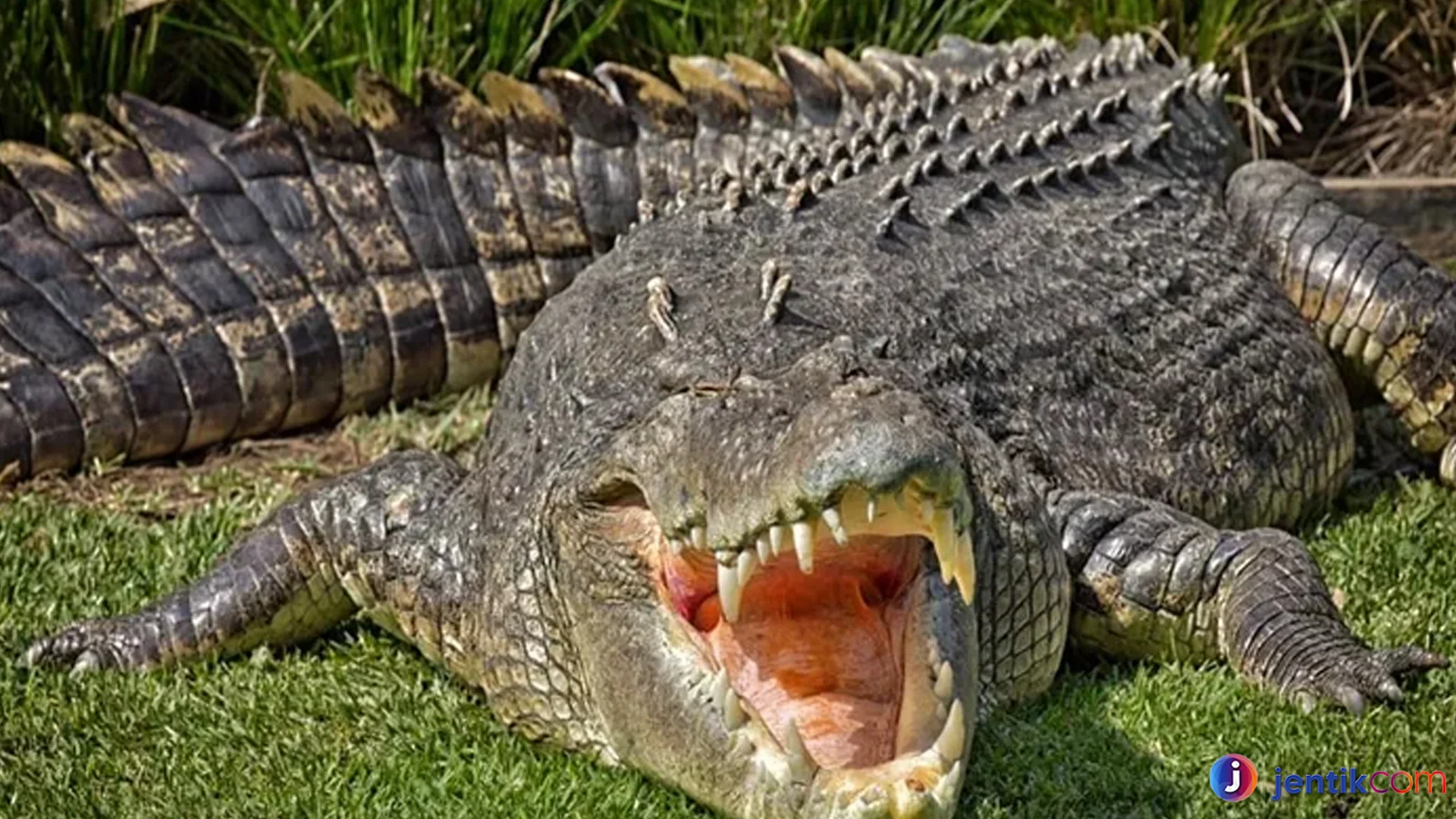 Buaya Punya Rahasia Kemampuan Bertahan Hidup