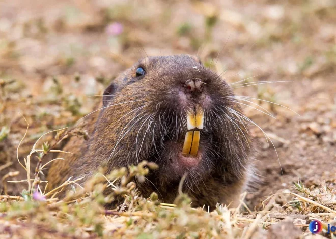 Gopher Mamalia Kecil Dengan Kemampuan Gila Galian