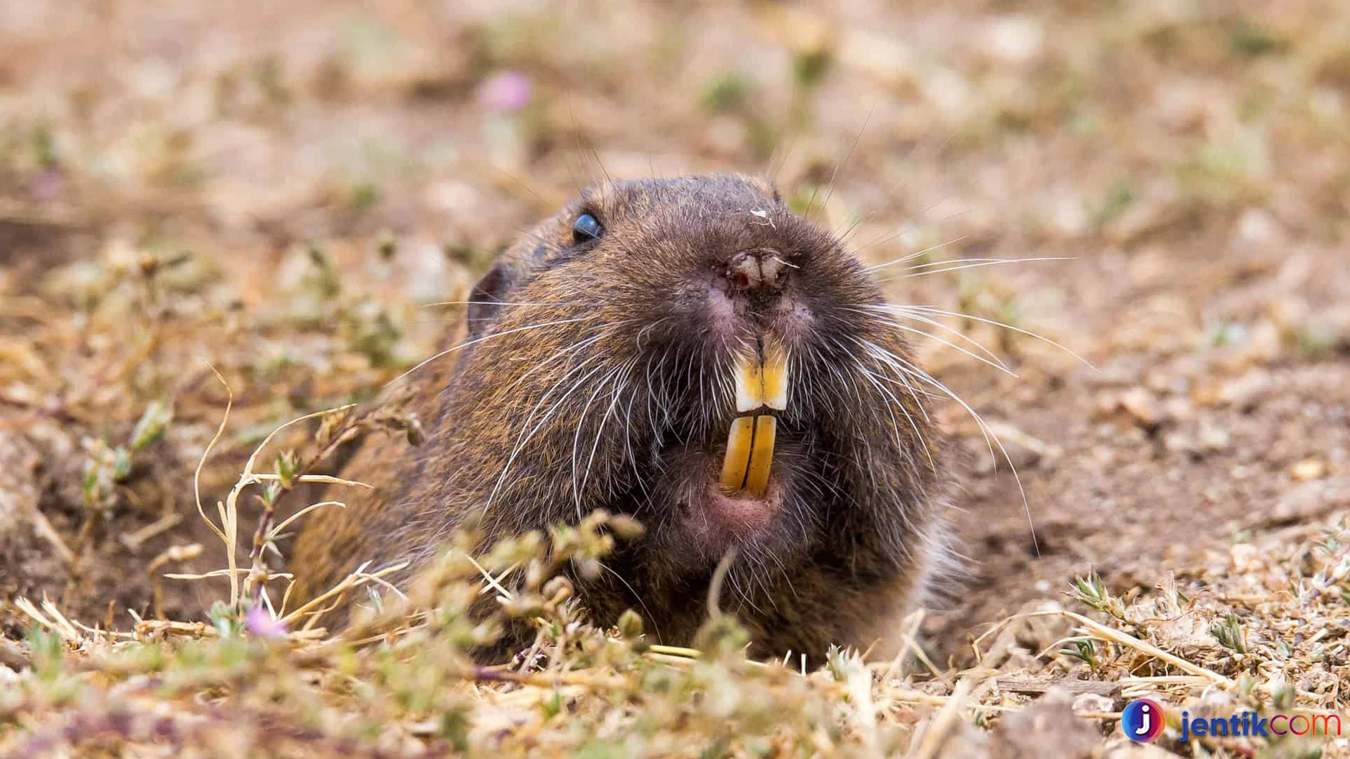 Gopher Mamalia Kecil Dengan Kemampuan Gila Galian