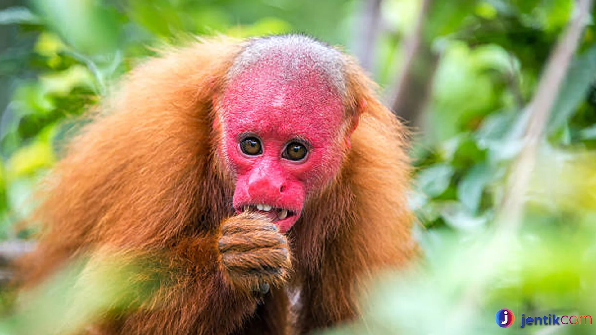 Uakari Spesies Langka dengan Kepala Merah Menyala