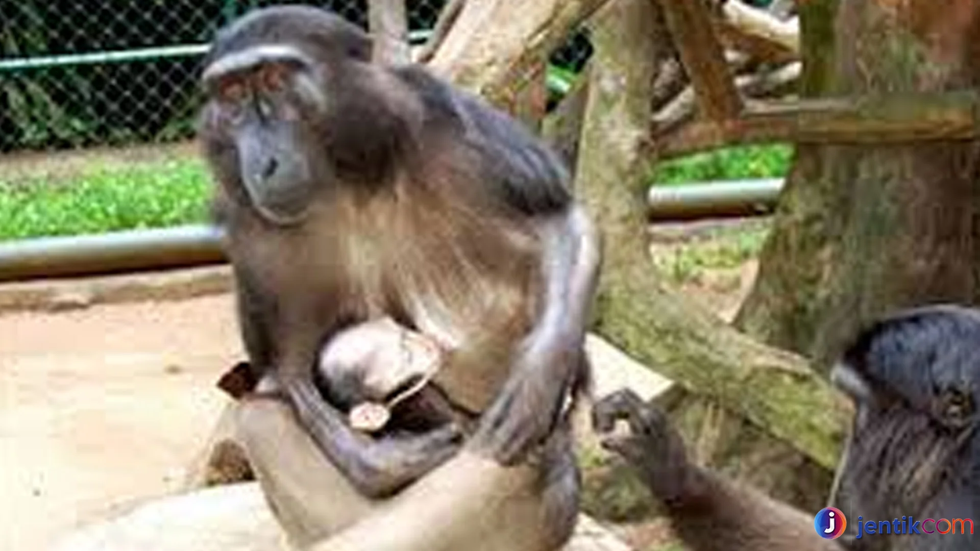 Yaki Bukti Unik Monyet Hitam Berjambul dari Sulawesi Utara