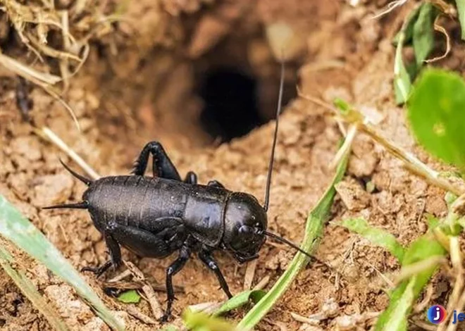 Fakta Unik Jangkrik Kemampuan Super Tersembunyi
