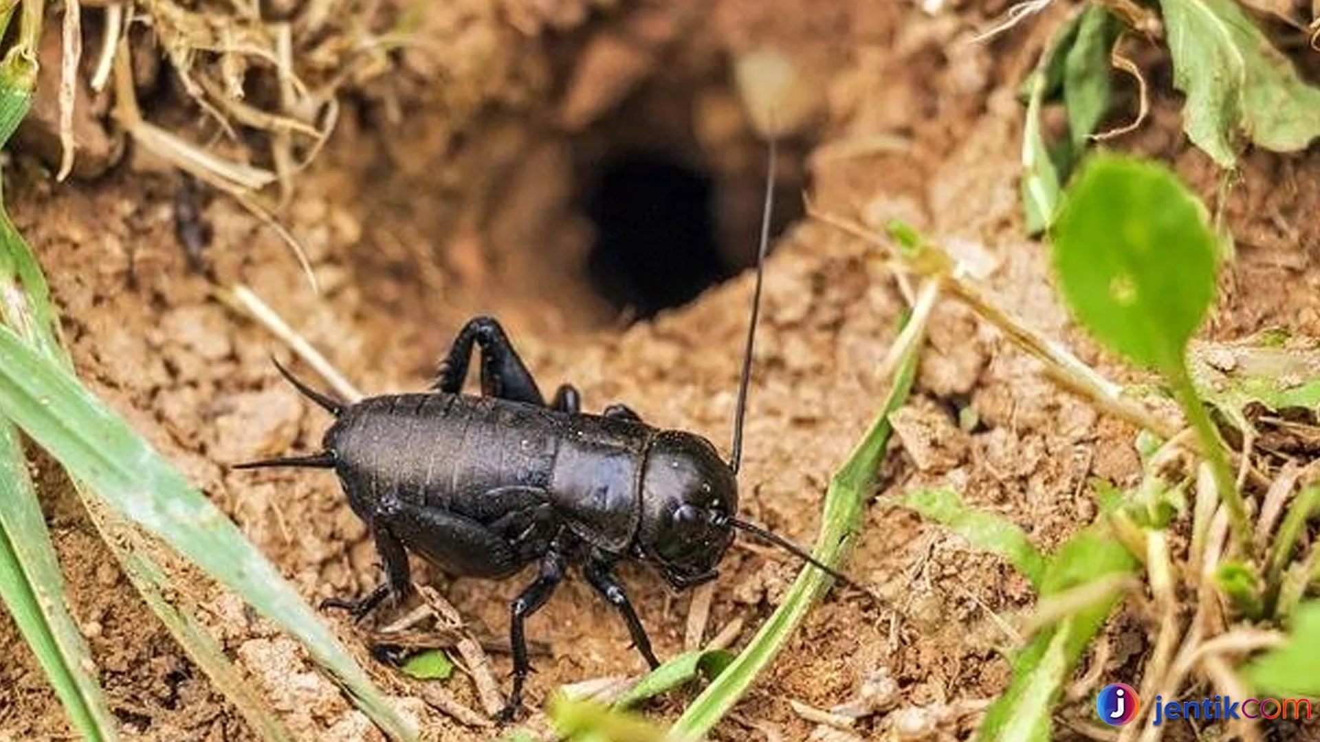 Fakta Unik Jangkrik Kemampuan Super Tersembunyi