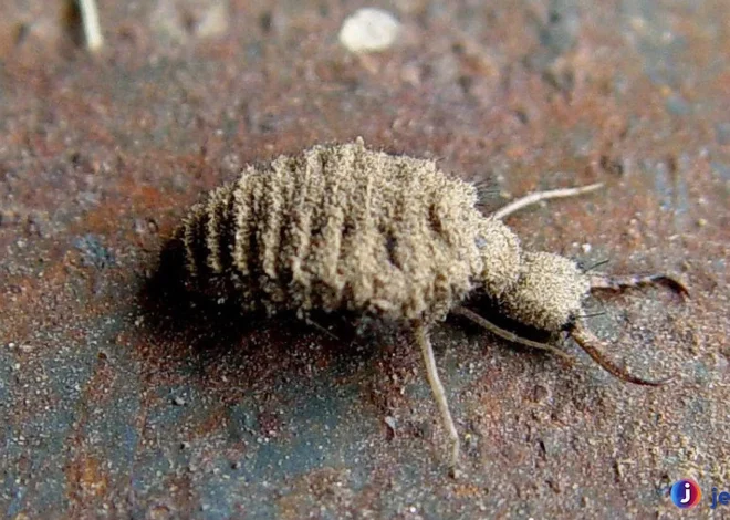 Hewan Undur Undur Keunikan Cara Berburunya Jelas