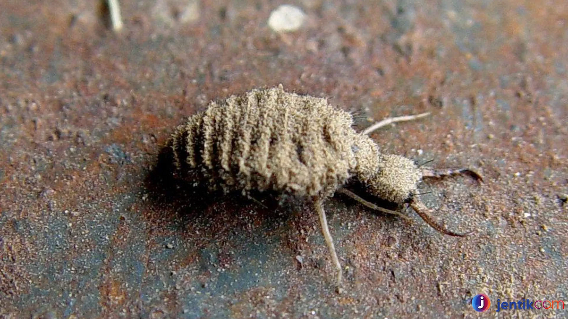 Hewan Undur Undur Keunikan Cara Berburunya Jelas