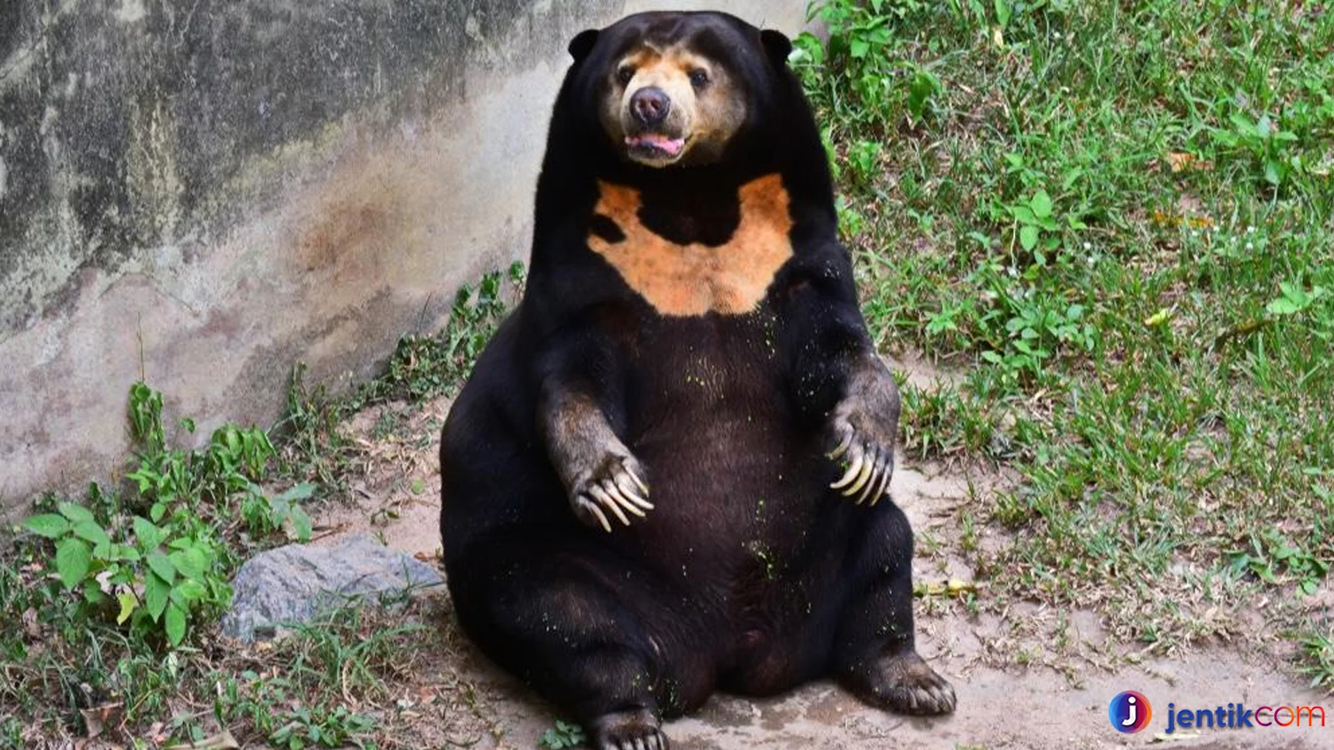 Beruang Madu Kemampuan Luar Biasa untuk Memanjat Pohon