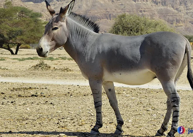 Kelebihan Keledai Dibanding Kuda Yang Bikin Terkejut