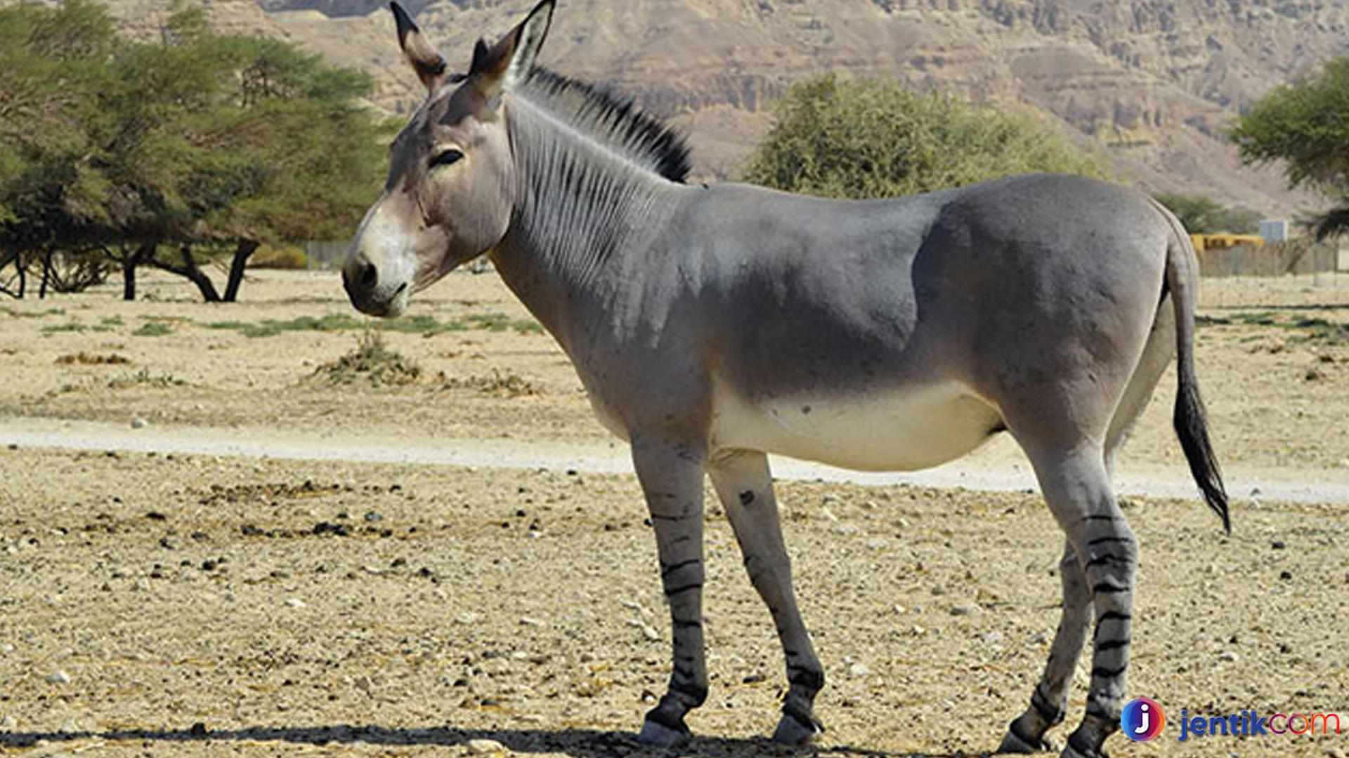 Kelebihan Keledai Dibanding Kuda Yang Bikin Terkejut
