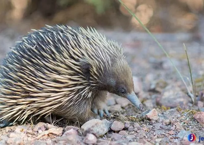 Monotremata Menyajikan Keunikan Metode Berburu Tanpa Gigi