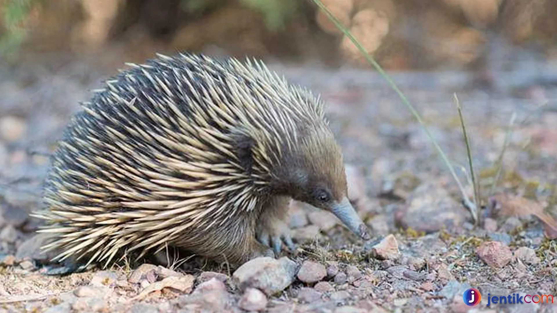 Monotremata Menyajikan Keunikan Metode Berburu Tanpa Gigi